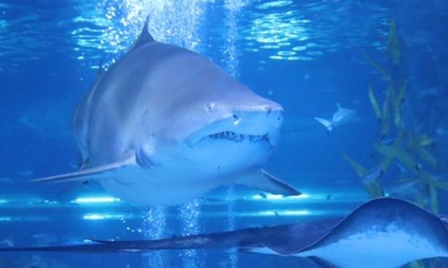 Thủy cung SEA LIFE COEX Seoul: Vé vào cửa